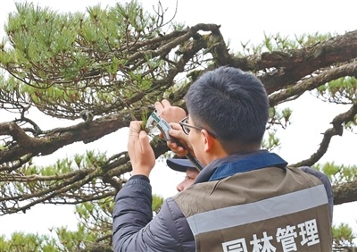 黄山风景区园林工作人员检查迎客松生长情况。徐玉琳摄