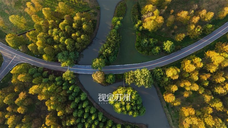 10月14日清晨,从空中俯瞰,太仓永丰村水杉林渐染金黄,宛如油画般铺展,勾勒出如诗如画的乡村景致,令人心旷神怡。