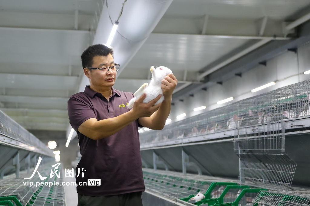 8月26日,在山东省聊城市茌平区信发现代农业产业园兔舍里,员工在查看兔子长势。