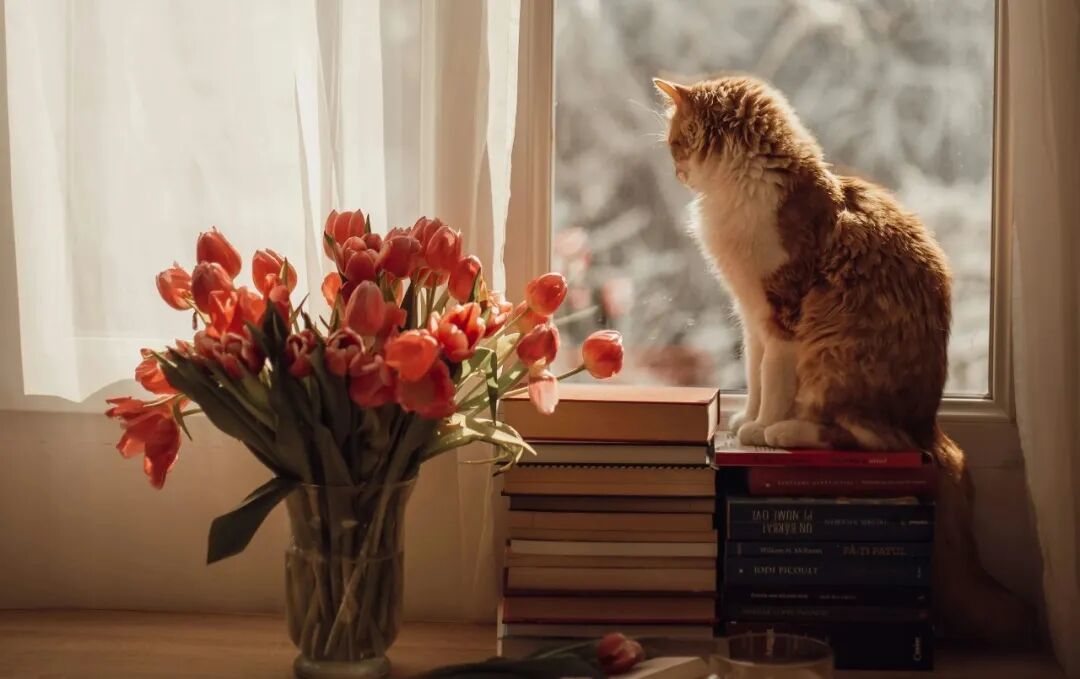 orange tabby cat on black book