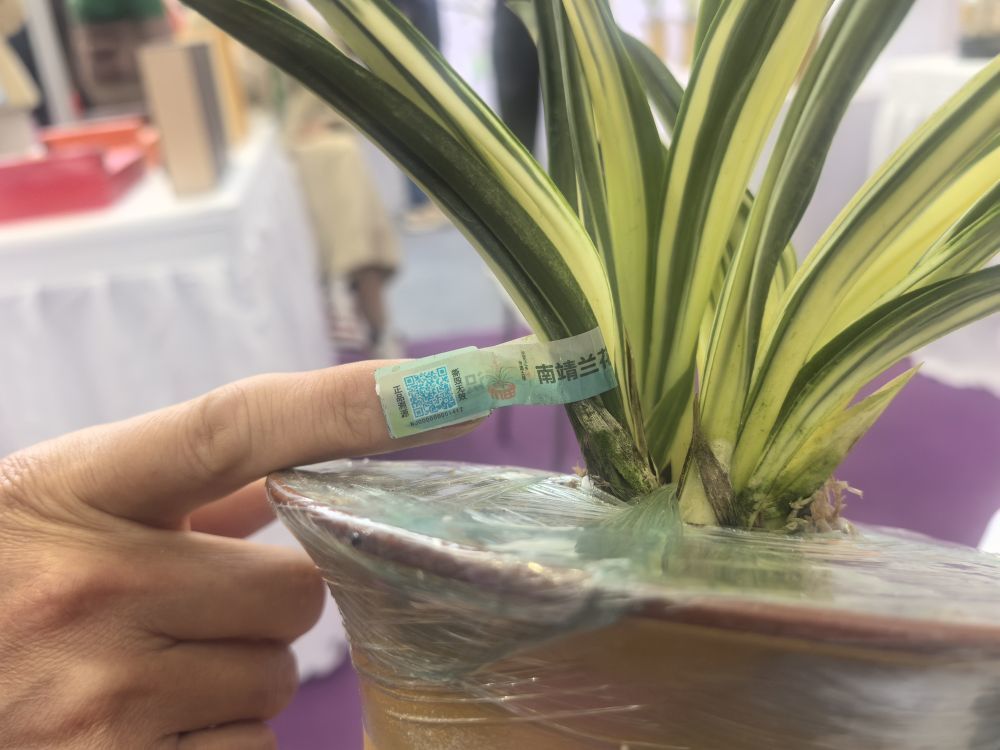 南靖兰花推出“一株一码”溯源体系,消费者扫二维码即可获知兰花相关信息。新华社记者 韩佳诺 摄