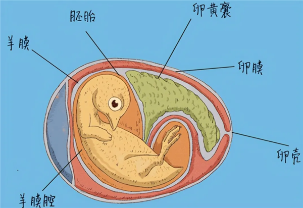 为什么只有哺乳动物演化出用乳汁去喂养后代？