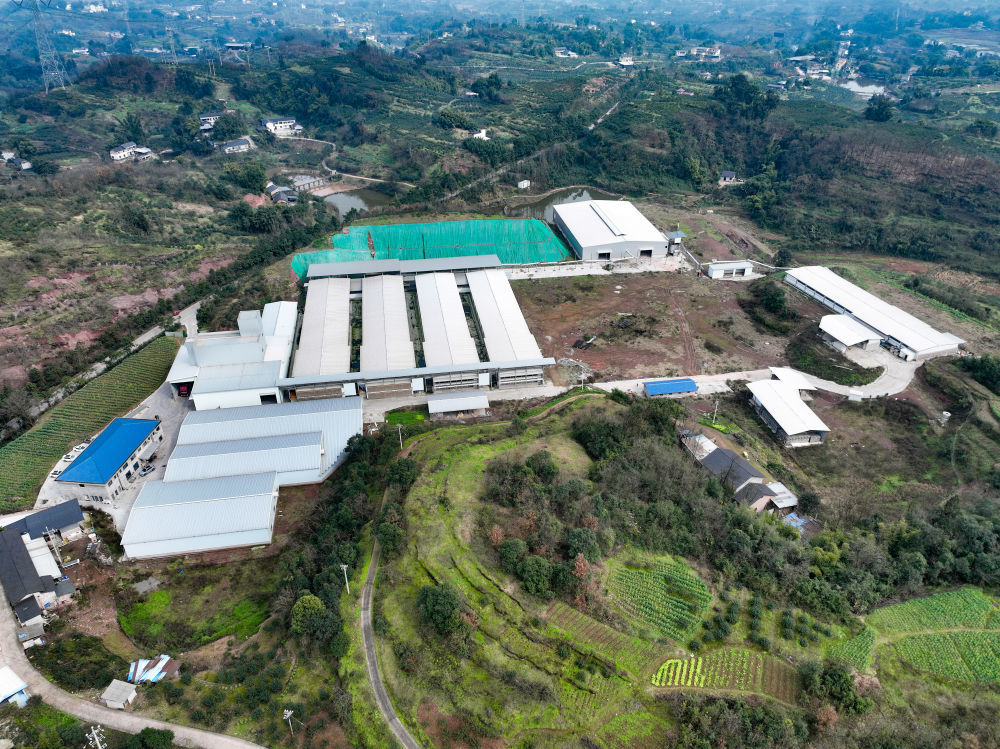 这是在重庆市江津区慈云镇拍摄的重庆绿派蛋鸡养殖有限公司（无人机照片）。新华社记者 田金文 摄