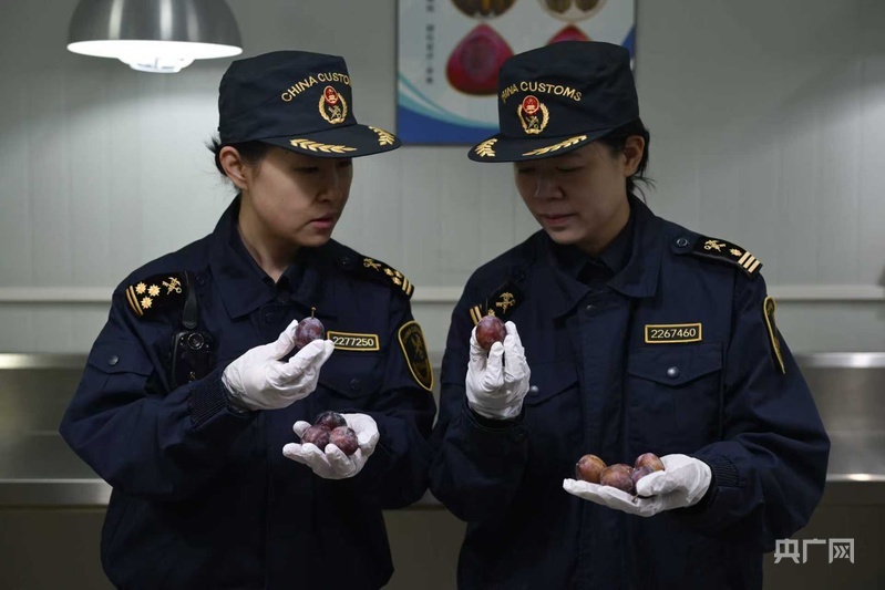 2月10日，浦东机场海关高效验放首批上海口岸进口非洲西梅（央广网发 周炜 摄）