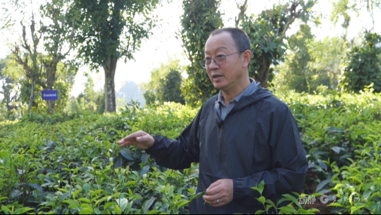 中国—斯里兰卡茶叶绿色防控技术“一带一路”联合实验室副主任、贵州大学教授 金林红