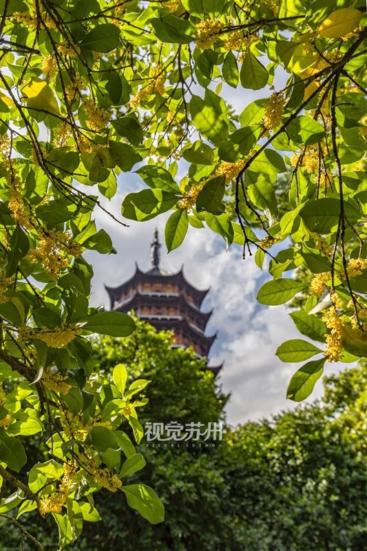 10月10 日,苏城秋高气爽,北寺塔景区满枝桂花悄然盛放。古寺曲径花香漫溢,游人漫步其间,恰合 “曲径通幽处,禅房花木深” 的诗意,尽享秋日禅意。