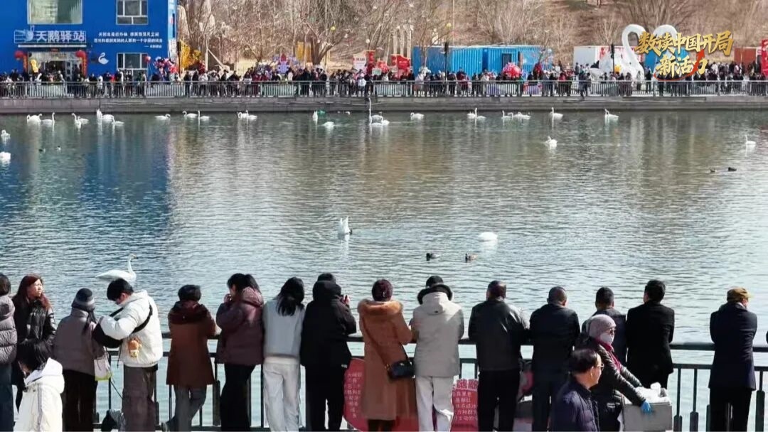 游客在杜鹃河观赏天鹅 （央广网发 马占芳 摄）