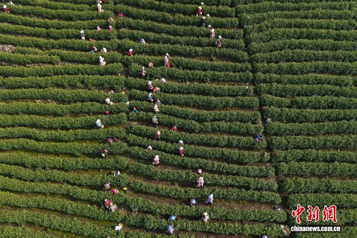 2026年4月,采茶工在安吉县溪龙乡万亩茶园内采摘茶叶。孙杨洋 摄