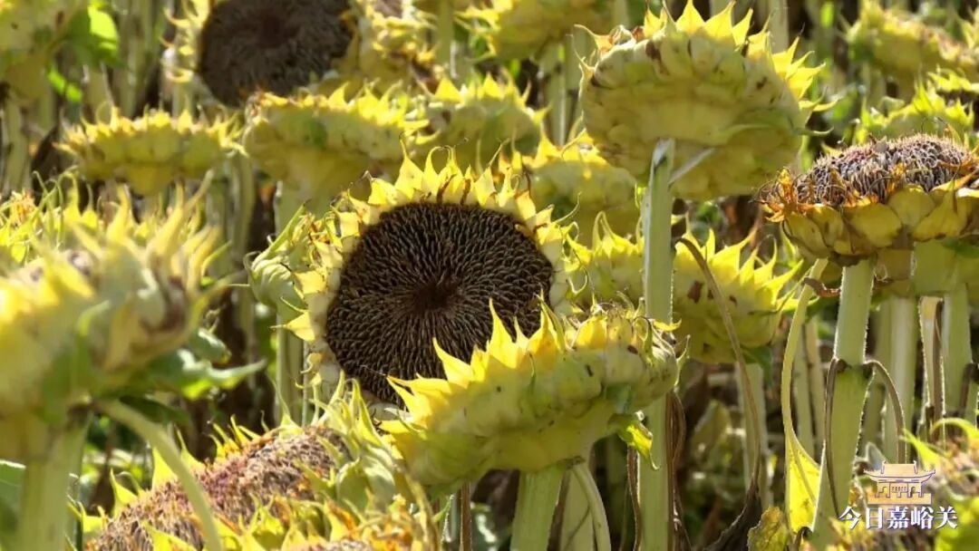 中沟葵花熟026_LOW_0.mp4_20261009_103709664.jpg