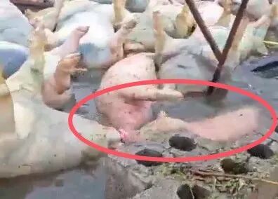 在众多死猪中，有一头活着的猪/视频截图