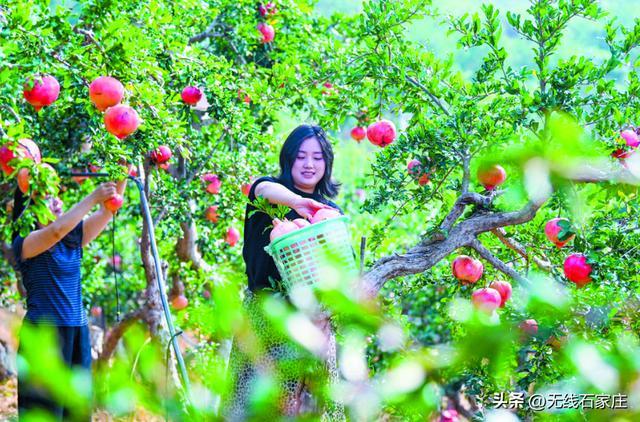 假日里,游客在石家庄市元氏县北正乡的石榴园里采摘,乐享快乐时光。记者 张晓峰 摄