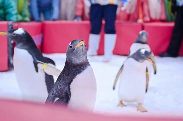 （在正佳企鹅冰雪世界，企鹅组团巡场。）