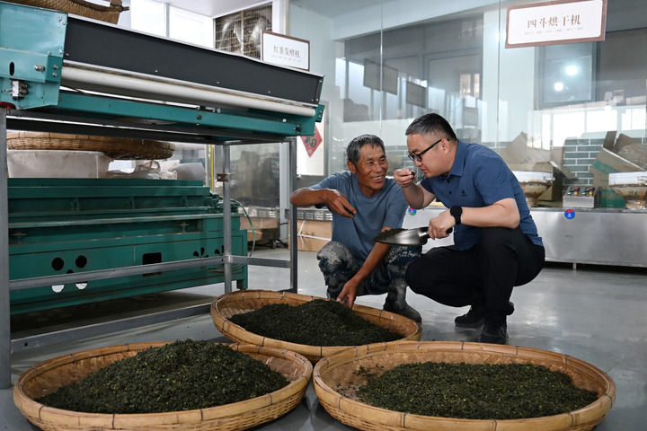 2025年5月25日，在山东省日照市五莲县丁家楼子村，第一书记郑勇山（右）在村里的茶叶合作社查看茶叶品质。新华社记者 马宁 摄