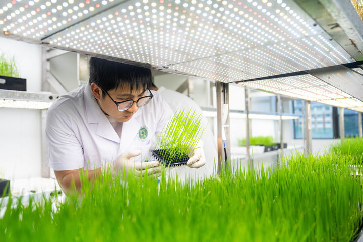 2026年5月19日，在湖南省长沙市的杂交水稻全国重点实验室，科研人员在水稻智能温室观测杂交水稻长势。新华社记者 陈思汗 摄