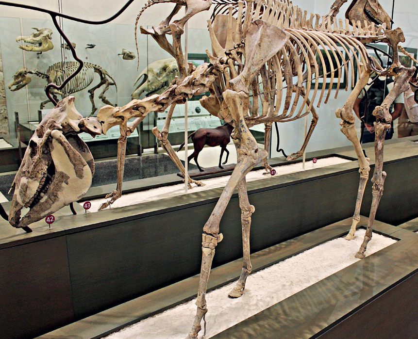 恐马化石,在上新世晚期约1200万年前进化出来的恐马被认为可能是现代马的祖先,因为恐马同现代马的头骨、牙齿等骨骼几乎相同