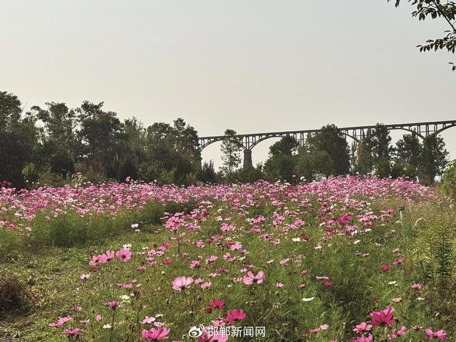 康庄渡槽下的格桑花。
