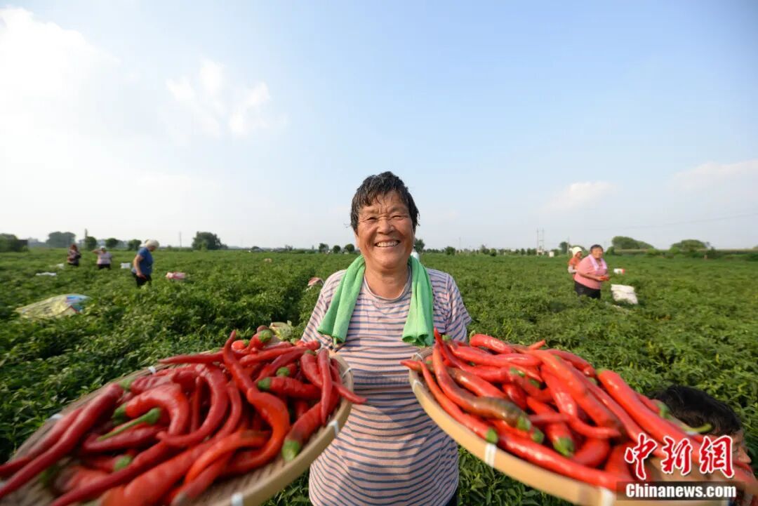 图为鸡泽县椒农正在收获辣椒。(资料图) 王洪超 摄