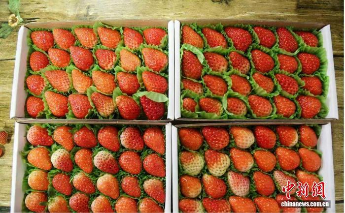 山西晋城高平市米山镇侯家庄村璟禾草莓采摘园的温室大棚，颗颗饱满、色泽鲜红的草莓新鲜上市。　冯甘霖 摄