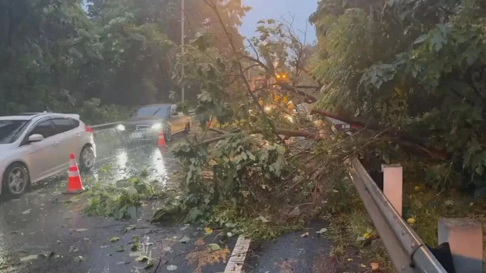 台北市南京东路六段路树倒塌 中天新闻网