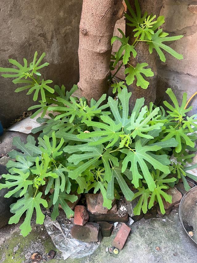 无花果根部重生的分蘖