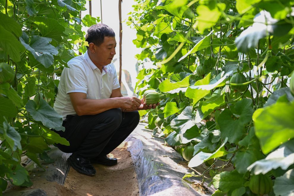 陕西吴起县金佛坪村马湾组村民在自家大棚观察香瓜长势（9月2日摄）。新华社记者邹竞一 摄