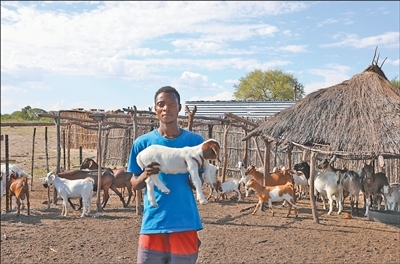 “村村通”项目的实施助力伦杜市姆博拉村畜牧业发展。图为在姆博拉村,村民卡西安展示自己饲养的小羊。本报记者 戴楷然摄