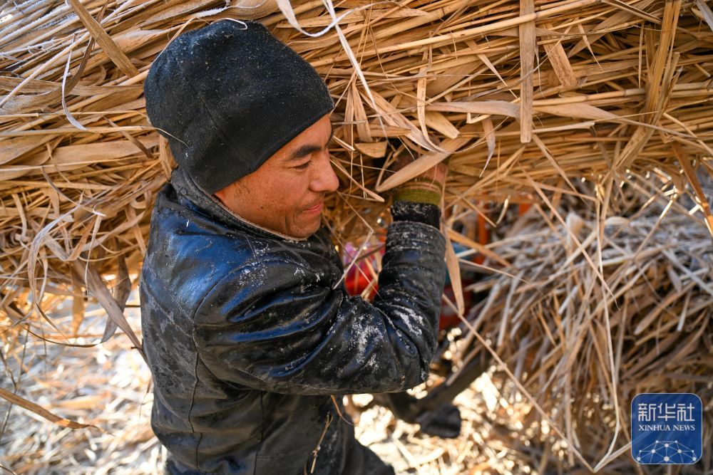 ↑ 在新疆和田地区墨玉县扎瓦镇，当地农民运送收割的芦苇（1月10日摄）。