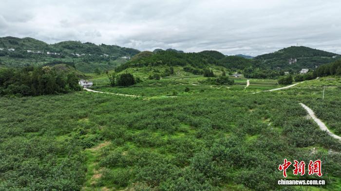 图为贵州省德江县金庄村的花椒基地。周济 摄