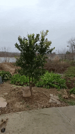 方小齐今日摄于黄陂李集