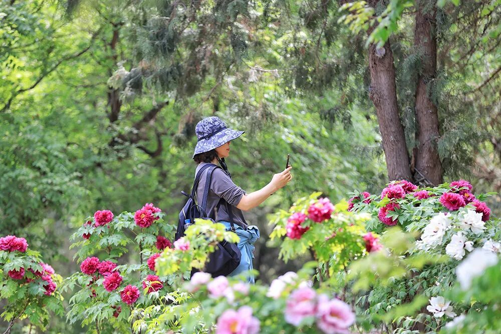 西山森林公园牡丹花开_陈硕_首都之窗_北京市人民政府门户网站