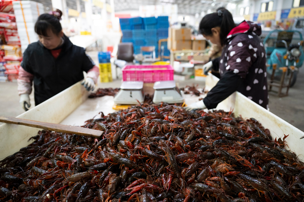 2025年12月25日,在湖北省潜江市小龙虾交易市场,工作人员在分拣小龙虾。新华社记者 伍志尊 摄
