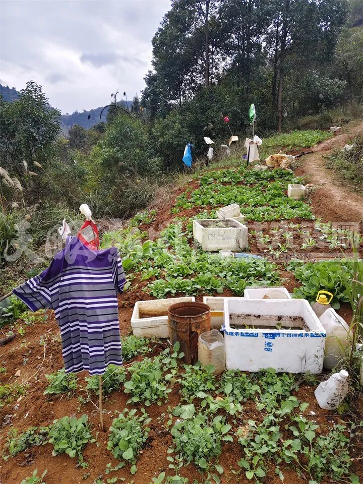 公园里的菜地。