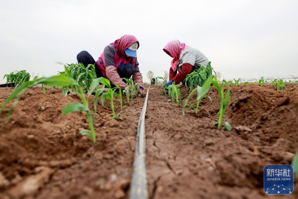 ↑ 4月9日,河北省唐山市丰南区大新庄镇薄庄村农民在田间移栽水果玉米苗。新华社发(李秀清摄)