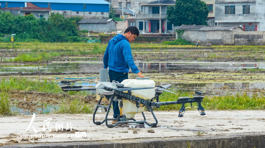 2026年7月23日,广西柳州市鱼峰区里雍镇龙江村粮食产业示范基地里,农户梁应广在田间进行植保无人机作业准备。广西柳州市鱼峰区里雍镇龙江村粮食产业示范基地千亩稻田里,呈现一幅科技赋能、农机接力作业的现代农业新图景。