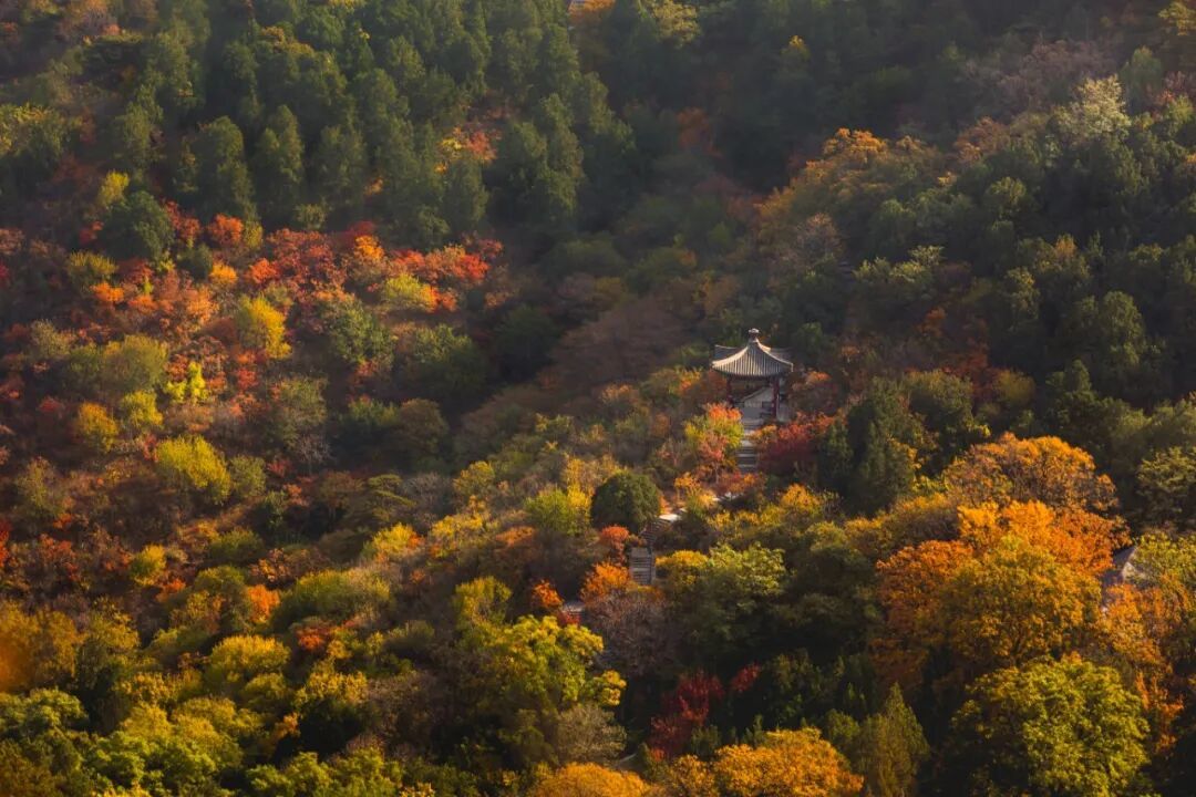 摄图网_501802272_北京香山公园秋天_(企业商用).jpg