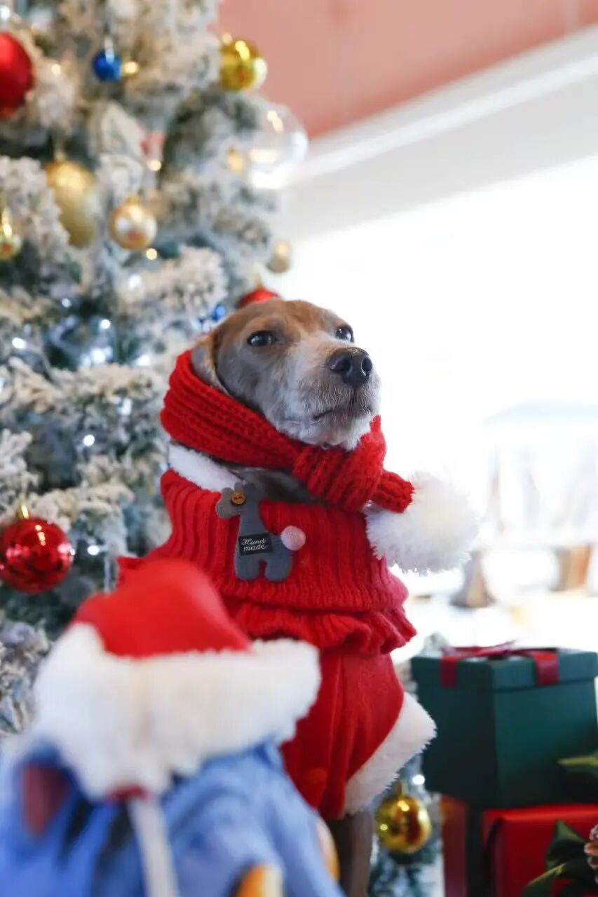 高高的圣诞写真。(图/受访者供图)