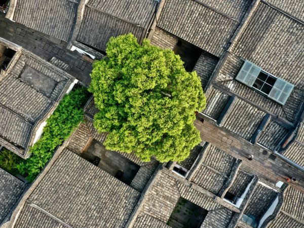 福州三坊七巷文化街区的古厝绿树。新华社记者姜克红 摄