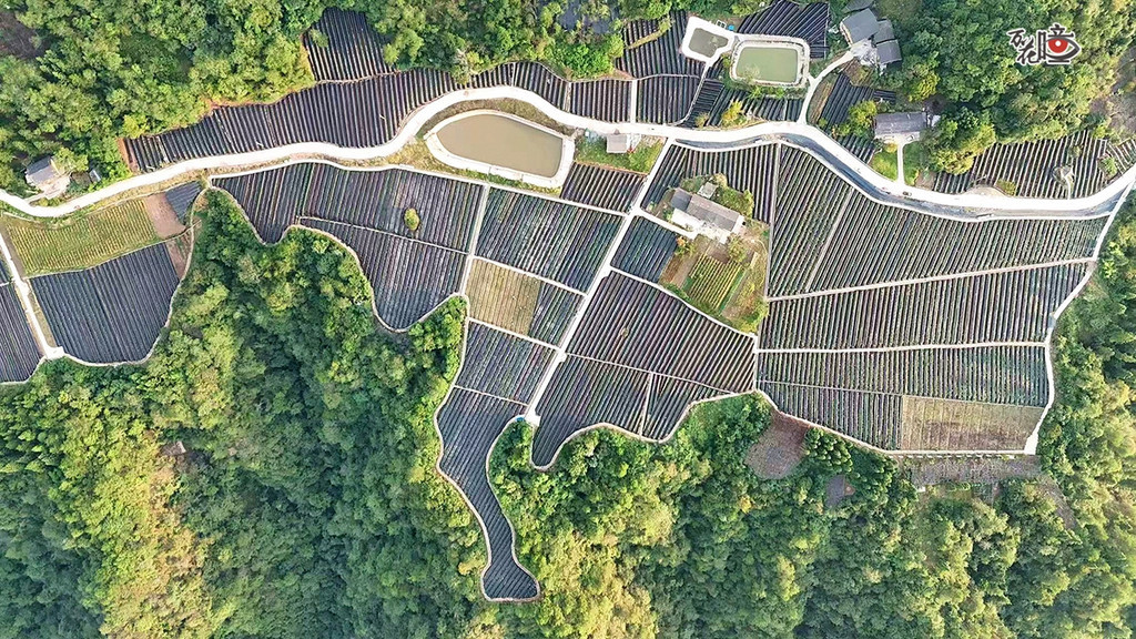 14 石柱县:2026年8月12日;中益乡全兴村道地黄连育苗种植基地。石柱土家族自治县融媒体中心