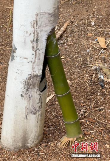 1月21日,在绍兴新昌,一根竹子穿过废弃灯杆,向上生长。潘若平 供图