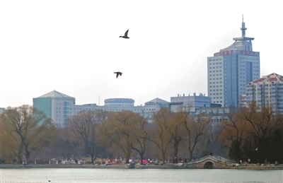 绿头鸭从玉渊潭公园上空飞过