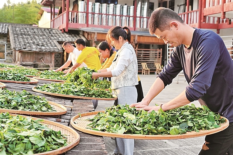 福建武夷山茶农在晾晒青叶。新华社发