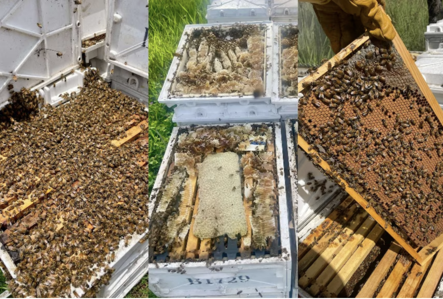 汤姆·比德纳提供的蜂箱照片。图源:外媒