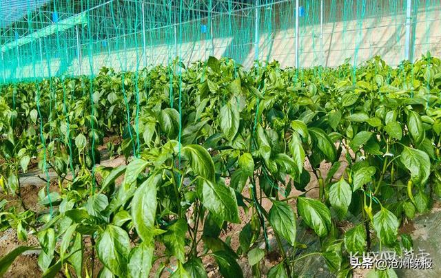 张家口涿鹿大堡镇苔山稼源有机产业农业园种植的尖椒。长城网·冀云客户端记者 路娟 摄
