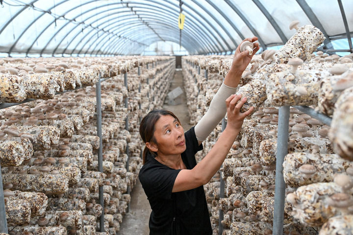 2025年7月4日，河北省阜平县天生桥镇食用菌产业核心园区的工作人员在大棚内摘香菇。新华社记者 李鑫 摄