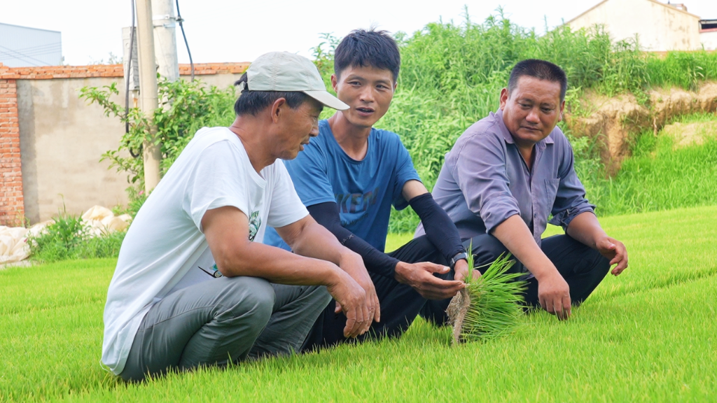 2026年6月,湖北省孝感市孝昌县新农人付鹏程(中)正在和当地种植户一起讨论秧苗长势。(受访者供图)