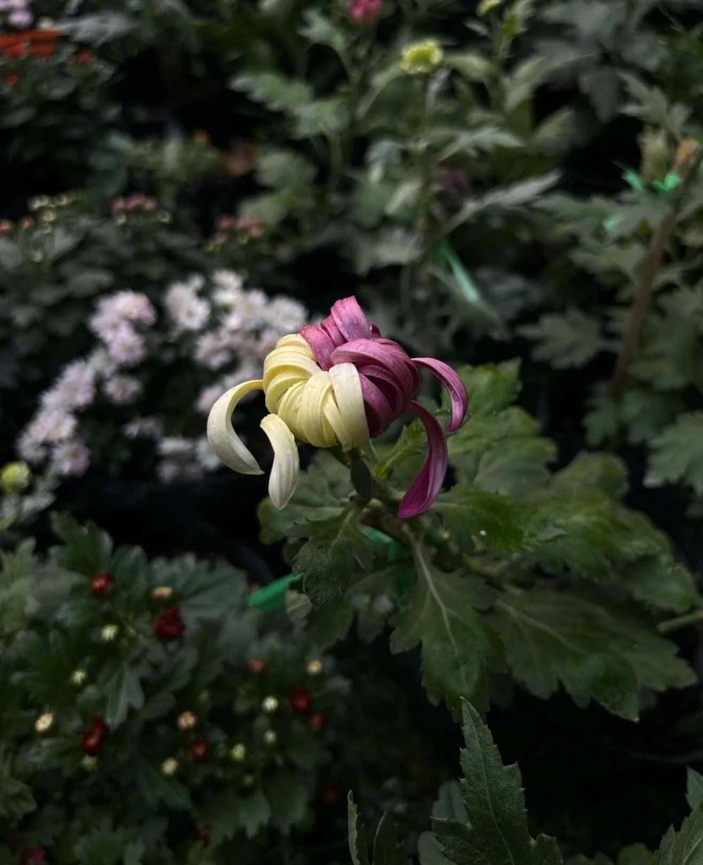 #双色菊消失莫让赏花惊喜变遗憾#【双色菊不见了,莫让惊喜变遗憾】#美