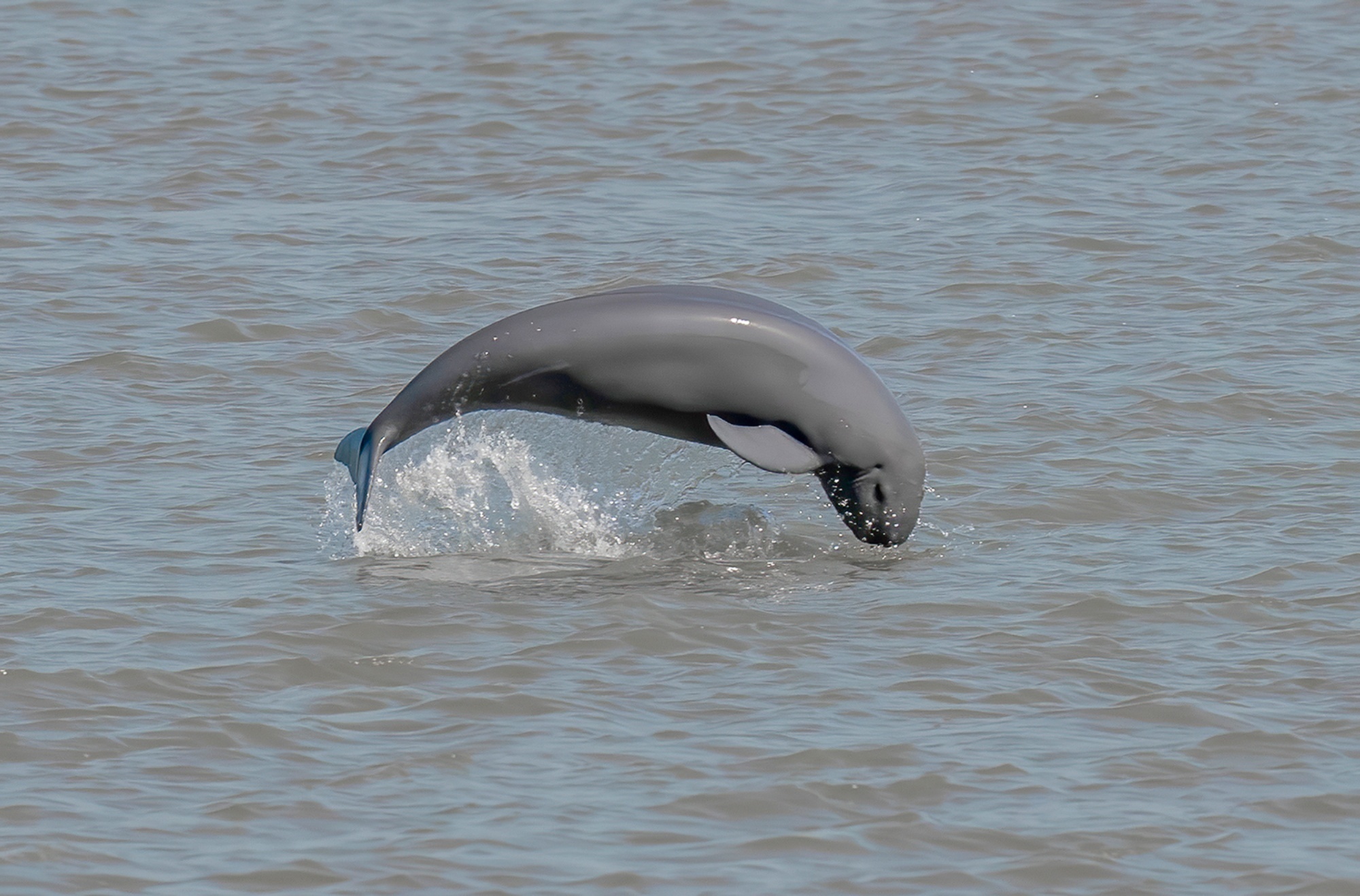 长江江苏段江豚腾跃（央广网发 张记忠 摄）