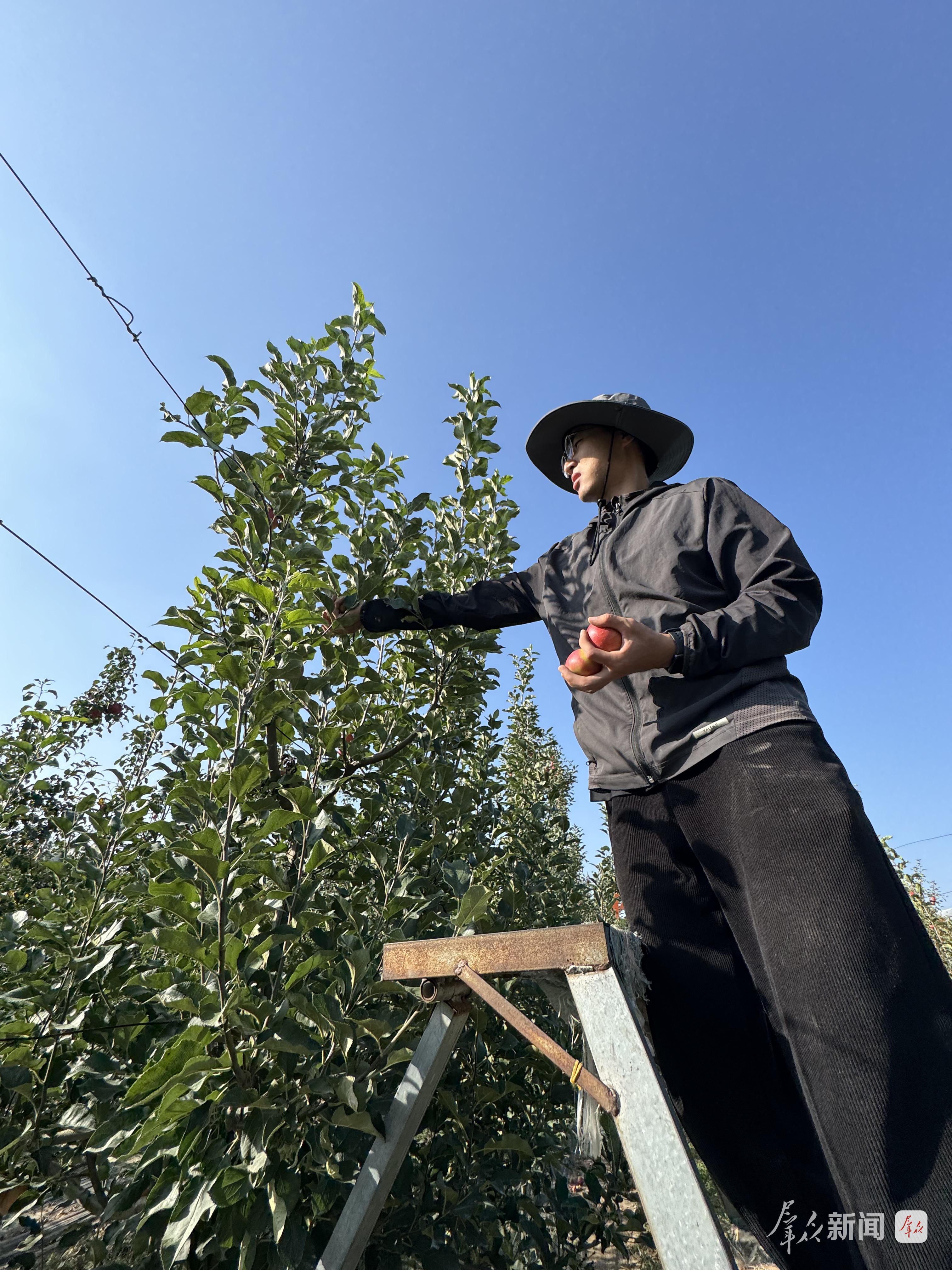 张新杰在采摘苹果。