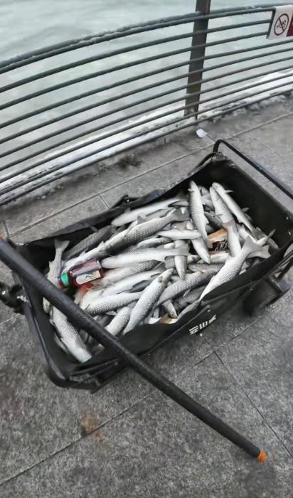 有人捞到的梭鱼(视频截图)