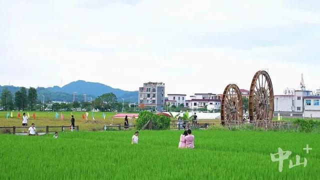 左步稻田吸引游人打卡。图源：中山+